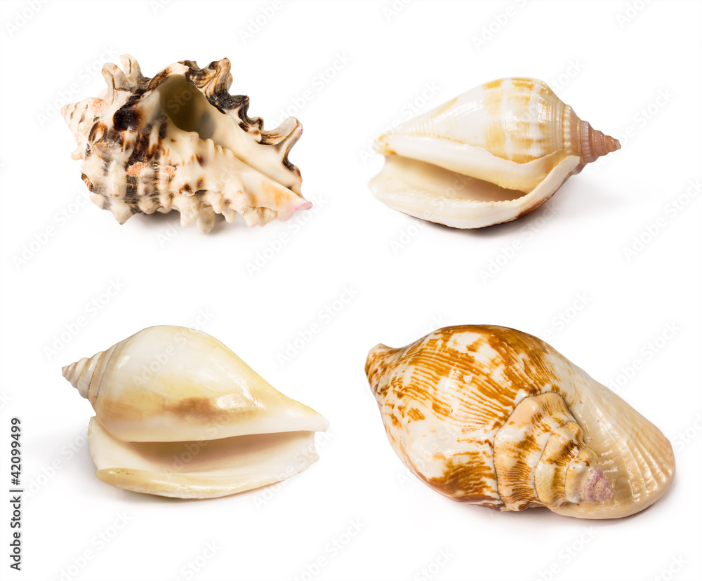collection of seashells
