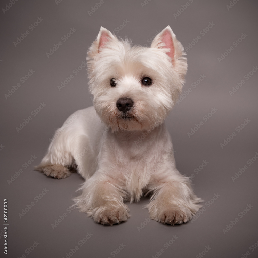 Westie Westie