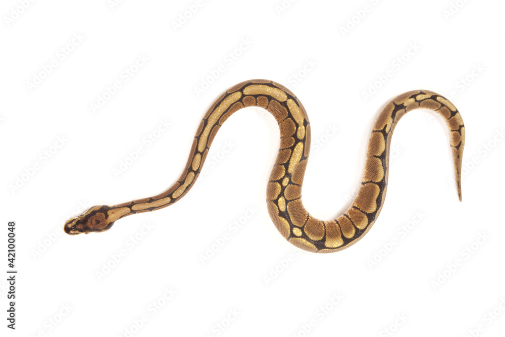 Ball python Ball python