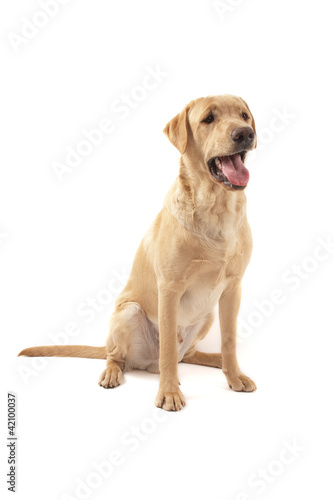 Labrador