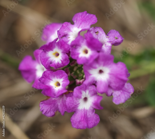 Lantana montevidensis  noxious weed in Australia