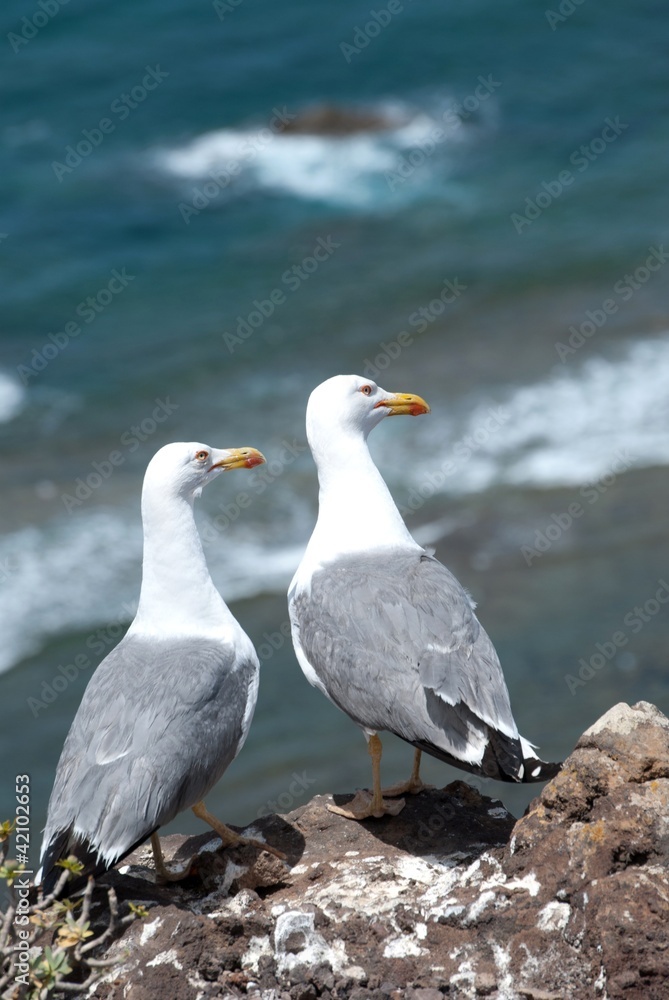 Obraz premium gabbiani