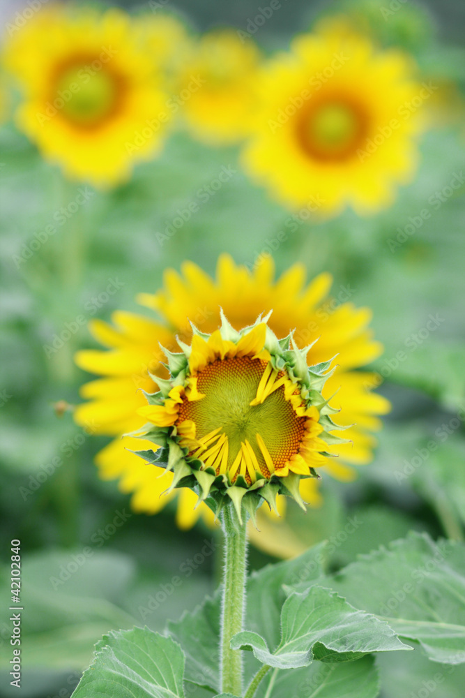 funny sunflower funny sunflower