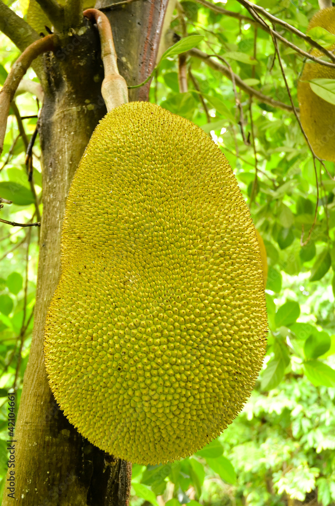 jack fruit jack fruit