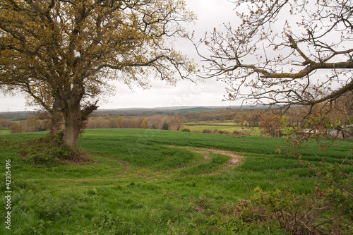 Sussex countryside in early Spring
