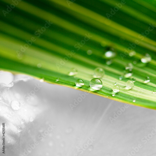 Les gouttes d'eau et le bambou