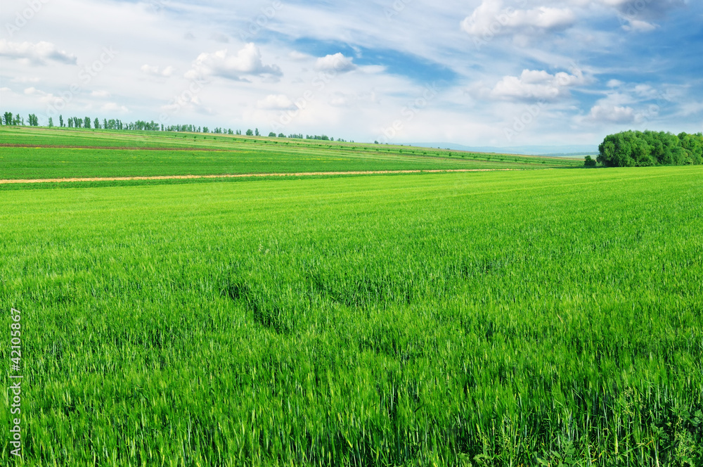 field and sky