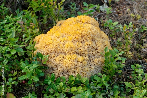 Sparassis crispa, Småland