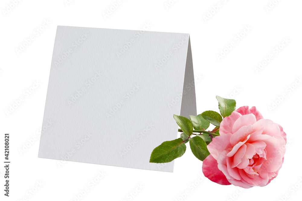 red pink rose and blank card invitation isolated red pink rose and blank card invitation isolated