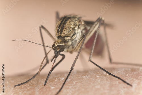 Mosquito sucking blood, extreme close-up with high magnification