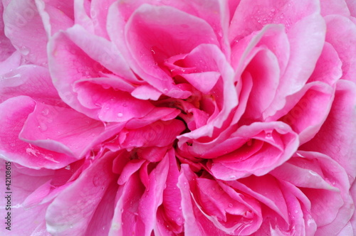 macro rose