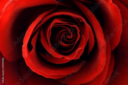 Close Up of Dark Red Rose