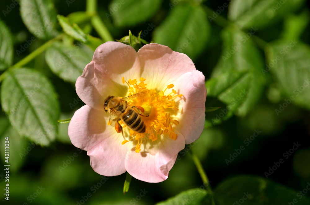 Fototapeta premium Bee pollinating a flower