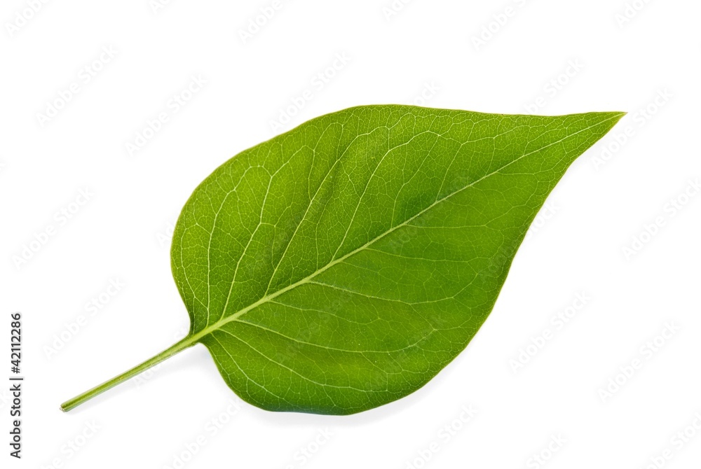 Blatt, Gemeiner Flieder oder Gewöhnliche Flieder (Syringa vulgaris