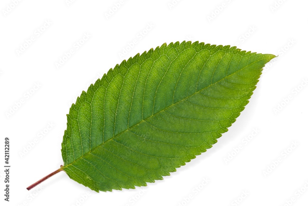 Blatt vom Kirschbaum, Kirschblatt, Niedersachsen, Deutschland, Europa, freigestellt, Freisteller