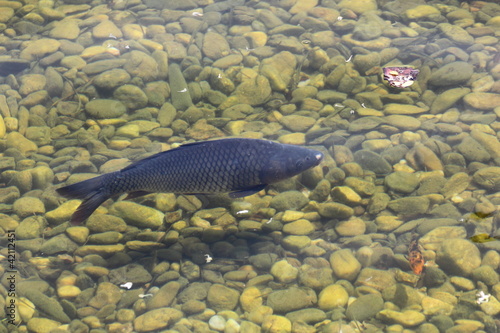carp in clear water