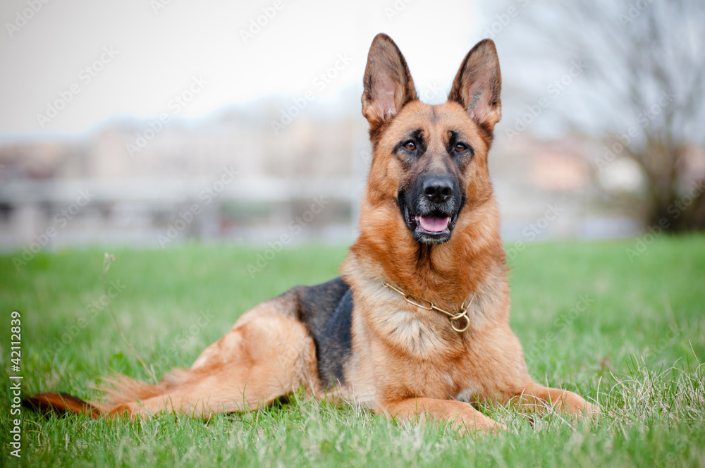 german shepherd dog lying on grass german shepherd dog lying on grass