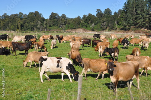 Wallpaper Mural cow in new zealand Torontodigital.ca