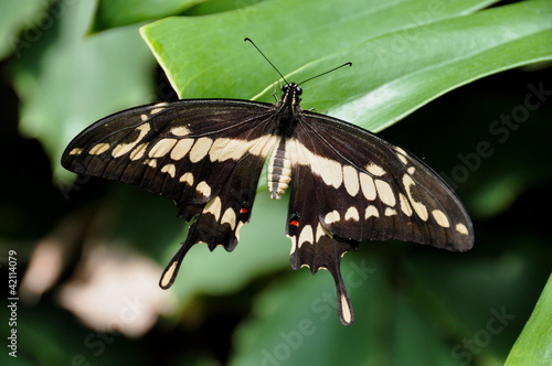 King Swallowtail Butterfly,aka,Papilio thoas photo