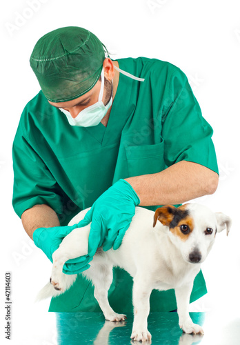 Chirurgia veterinaria photo