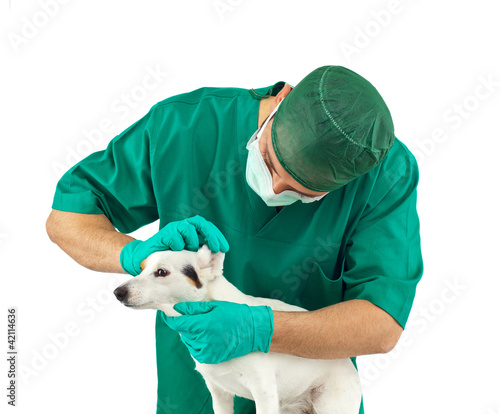 Visita veterinaria alle orecchie photo