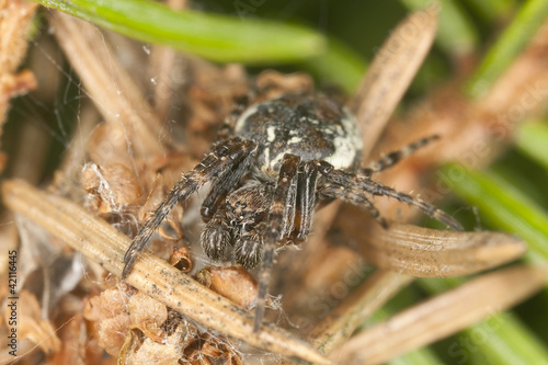 Small spider among fir needles, extreme close-up