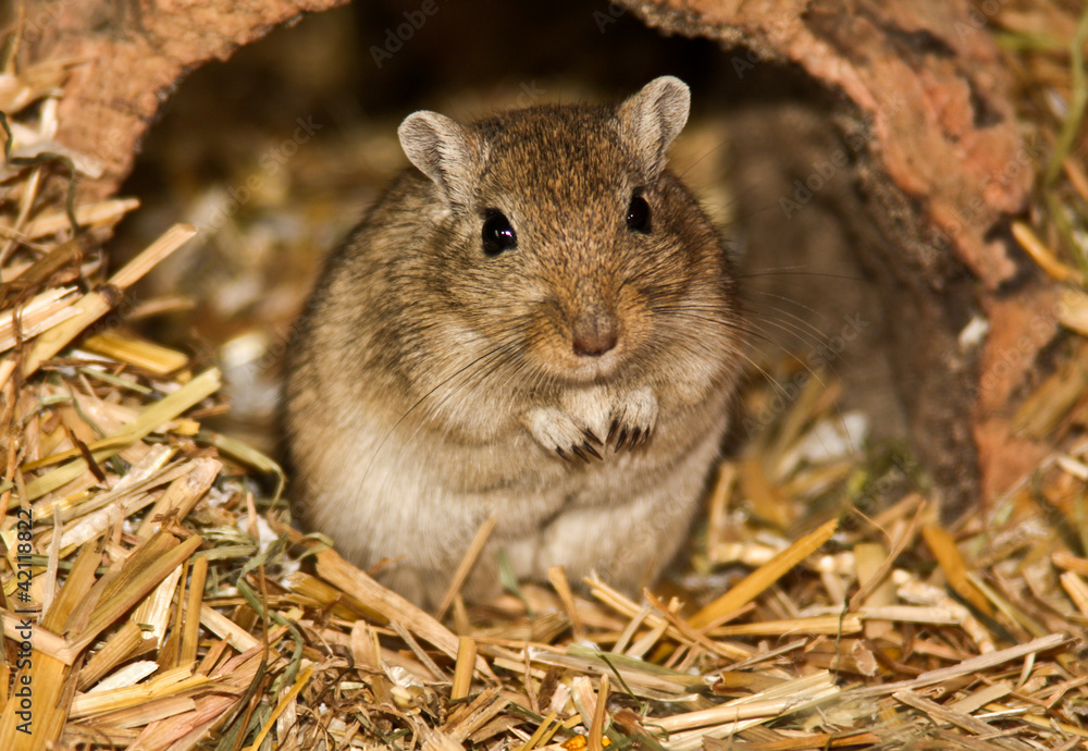 Mongolische Wuestenrennmaus (Meriones) Mongolische Wuestenrennmaus (Meriones)