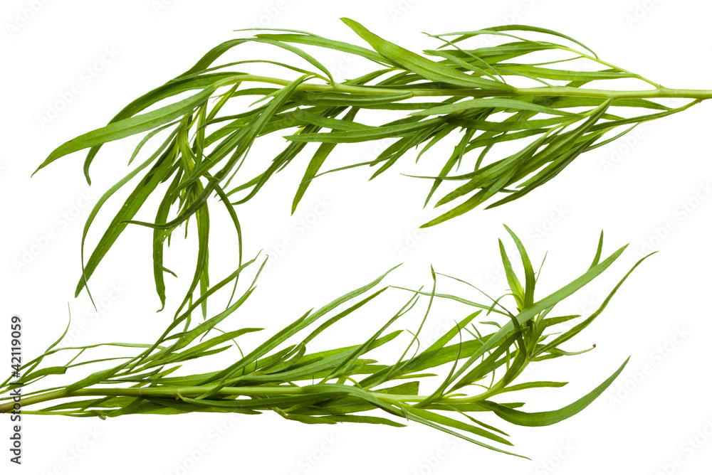 Fototapeta premium Frame made of tarragon twigs