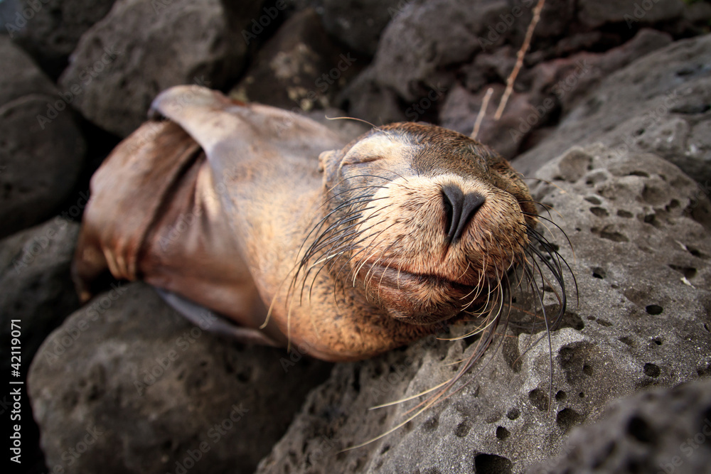 Baby sea lion sleeping in the Galapagos Islands Baby sea lion sleeping in the Galapagos Islands