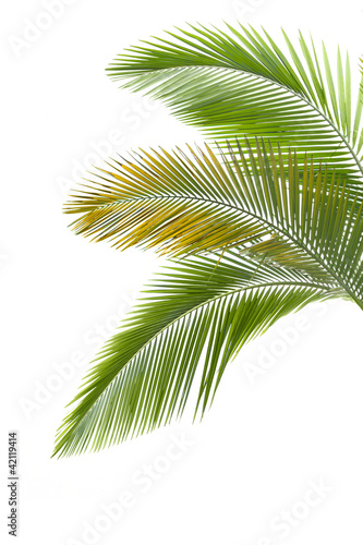 Leaves of palm tree