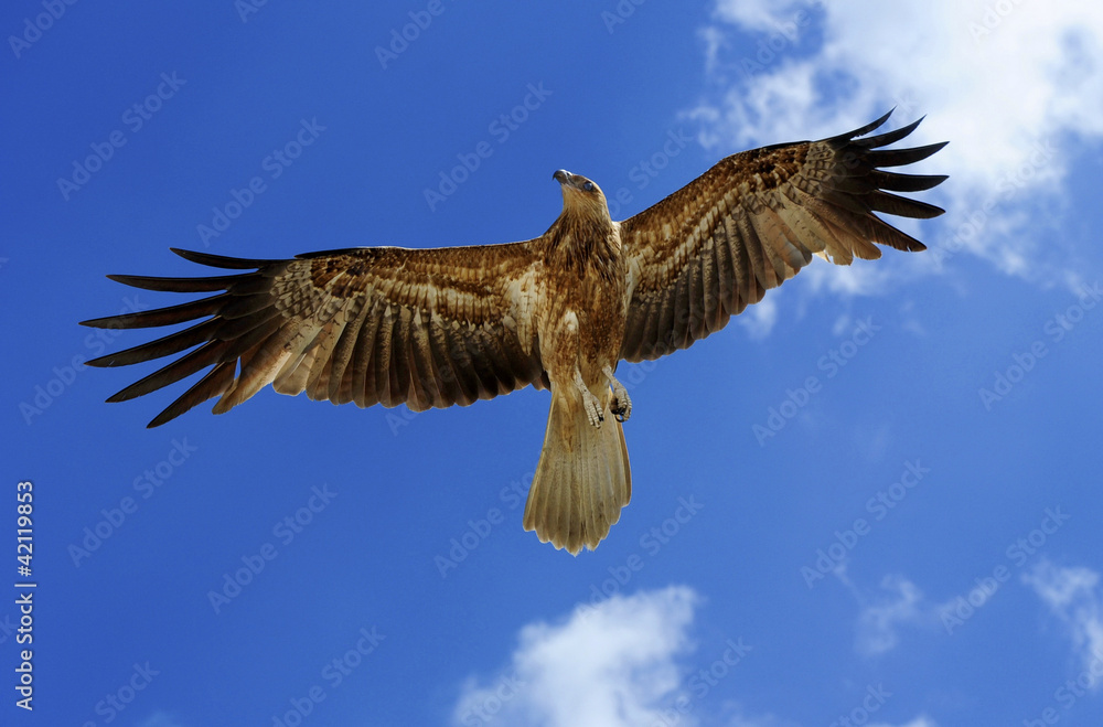 Obraz premium Beautiful Hawk Bird of Prey