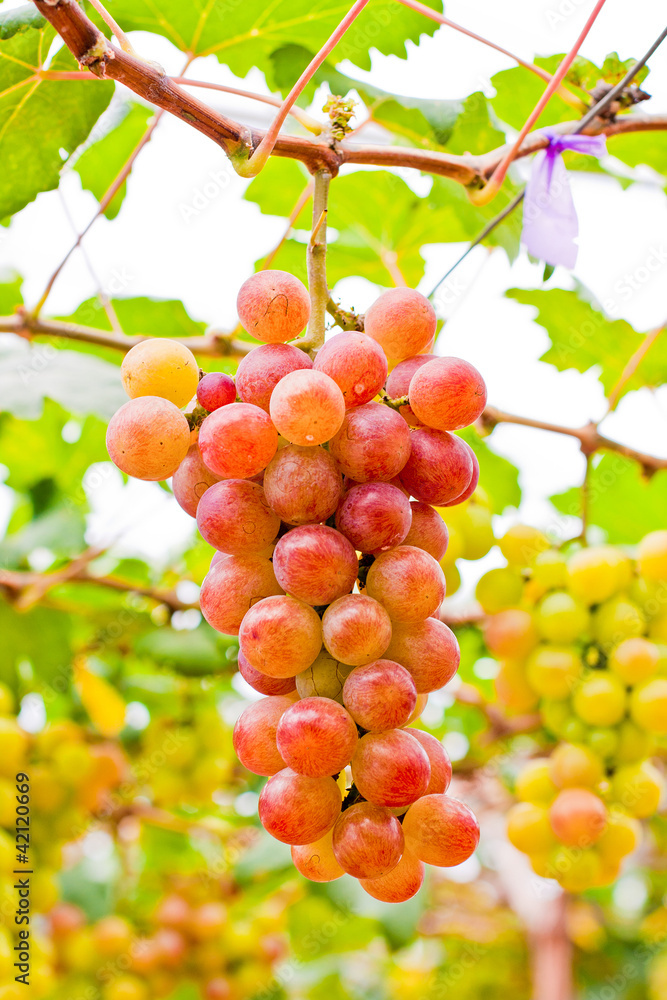Grapes Grapes