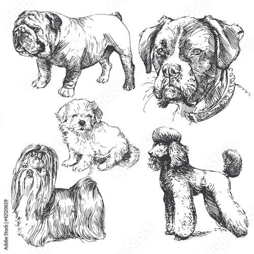hand drawn dogs
