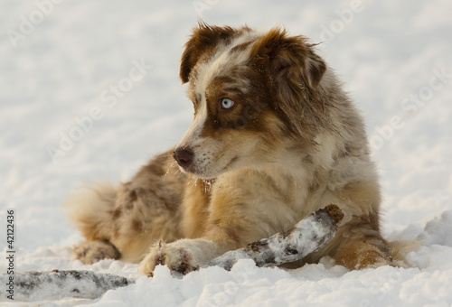 Nice dog in snow
