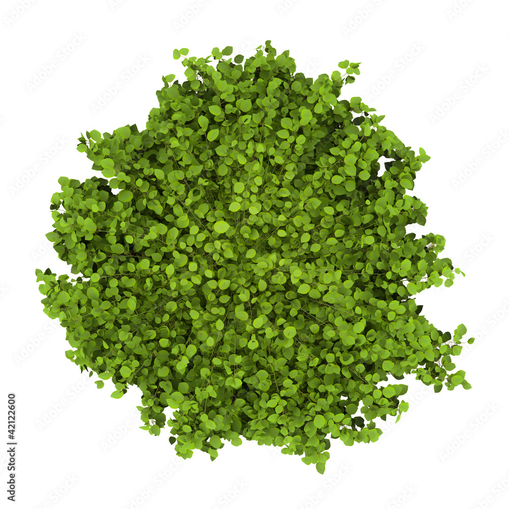 top view of common hornbeam bush isolated on white background top view of common hornbeam bush isolated on white background