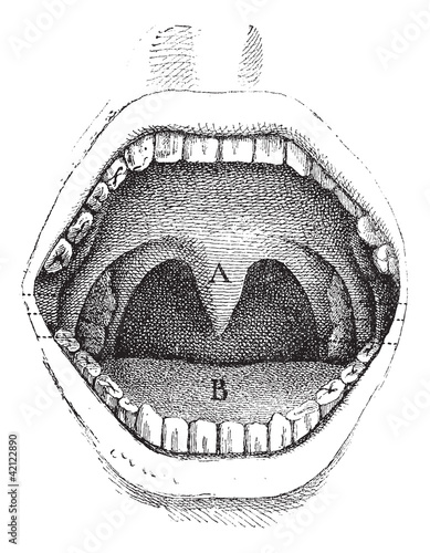 Fig. 182. Illustration of the inside of a human mouth, vintage e