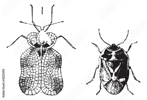 Left - Hemiptera Heteroptera, tiger bug or lace bug, Right - Nez