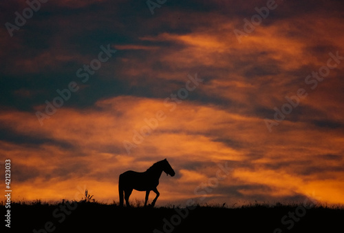 sunset landscape with horse and beautiful warm colors