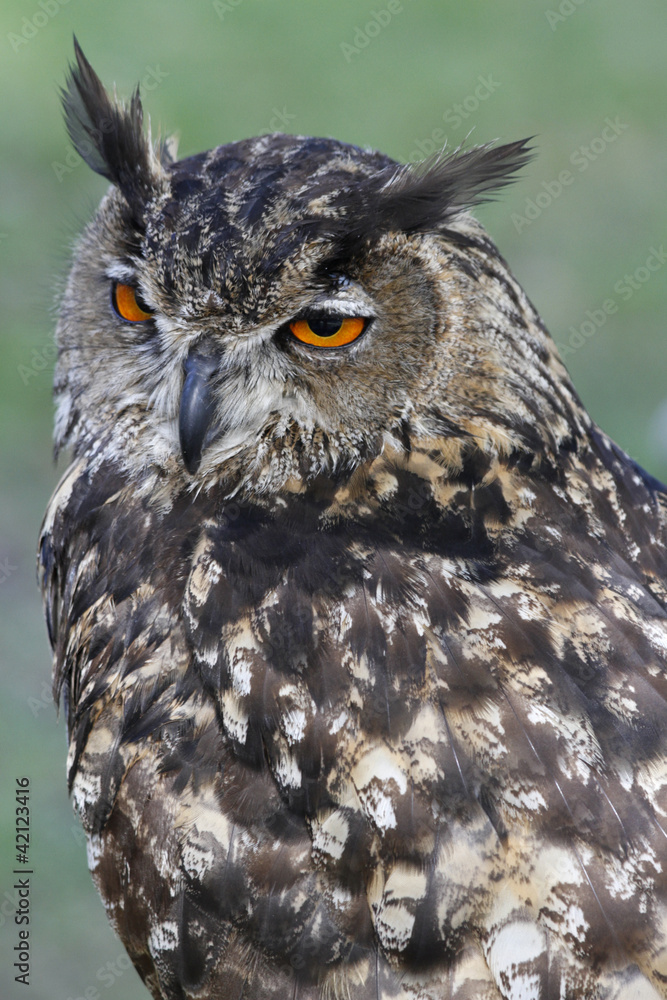 Fototapeta premium Uhu