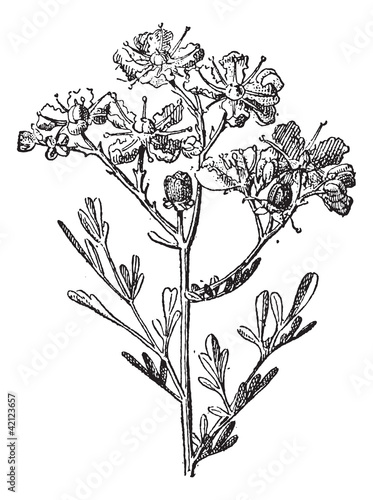 Rue or Ruta graveolens, vintage engraving