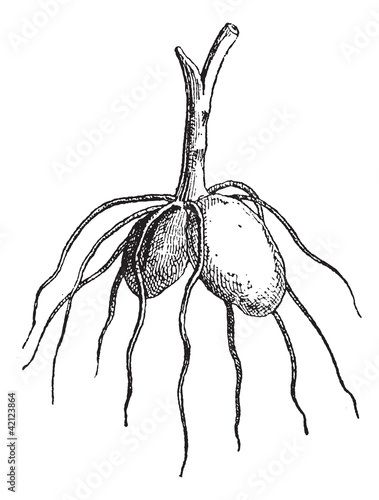Salep, vintage engraving