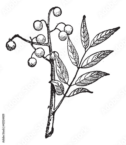 Goldenrain tree or Koelreuteria paniculata vintage engraving