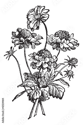 Scabiosa or scabious vintage engraving photo