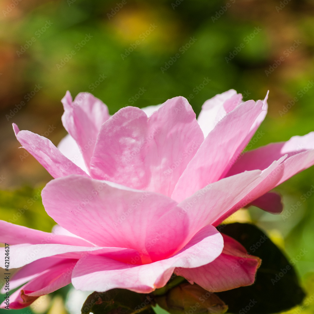 Naklejka premium Collecting Rays