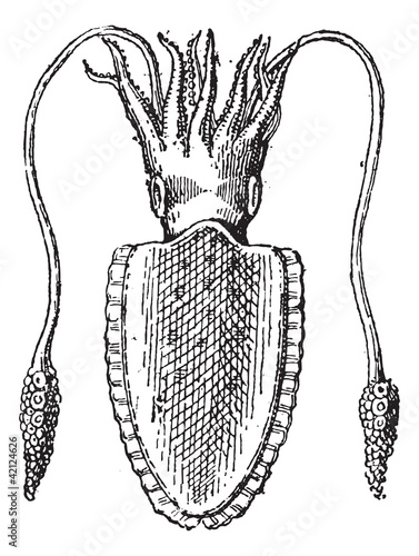 Squid or Teuthida, vintage engraving