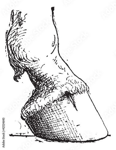 Horse Hoof, vintage engraving