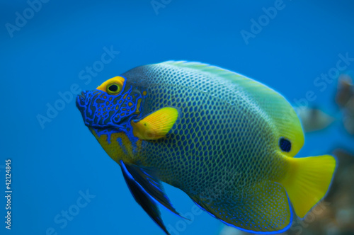 reef fish © claudiu182