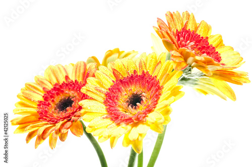 Five orange yellow gerbera flower close up