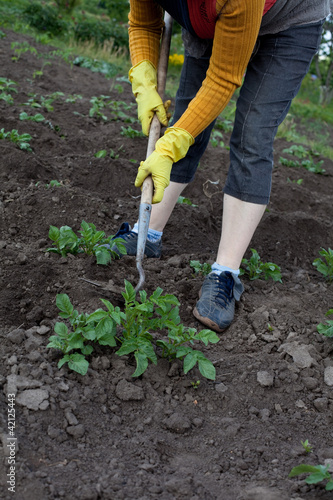 Gardener with hoe cultivating potato plants