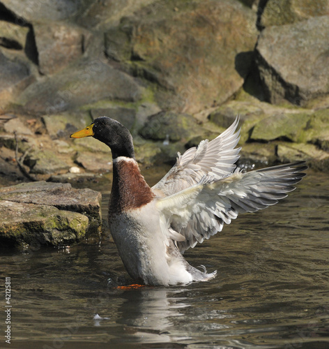 Indische Laufente photo